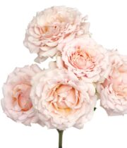 Blush Wedding Rosever Garden Spray Roses
