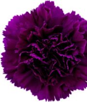 Purple Moontea Carnations