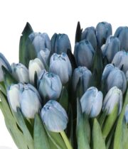 Blue Tinted Double Tulips