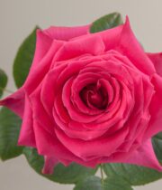 Hot Pink Full Monty Roses