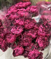 Purple Black Heart Carnations