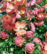 Coral/Peach Butterfly Ranunculus