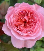 Coral Mademoiselle Garden Roses