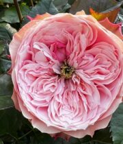 Pink Northanger Abbey Garden Roses