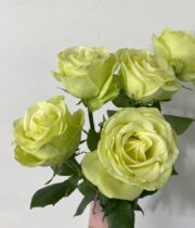 Green Romance Roses