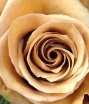 Gold Combo Roses