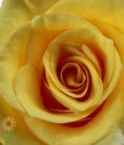 Yellow/Gold Conga Roses