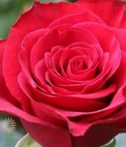 Red Prestige Roses
