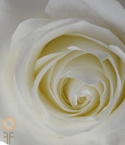 White Proud Roses