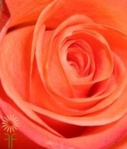 Coral High & Blooming Roses