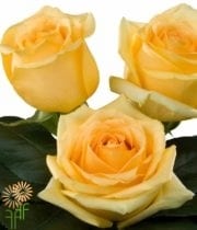 Yellow Hummer Roses