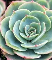 Succulents, Extra Large 8″