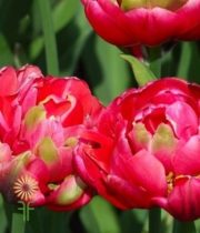 Hot Pink Double Tulips
