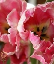 Hot Pink Parrot Tulips