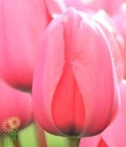 Pink Greenhouse Tulips