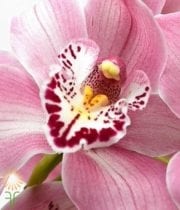 Light Pink Cymbidium Orchids, Large