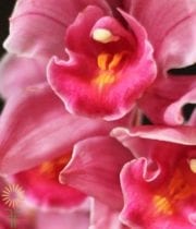 Hot Pink Cymbidium Orchids, Mini