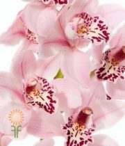 Light Pink Cymbidium Orchids, Mini