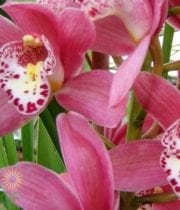 Pink Cymbidium Orchids, Mini