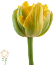 Yellow Double Tulips