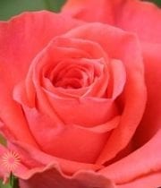 Peach/Coral Amsterdam Roses