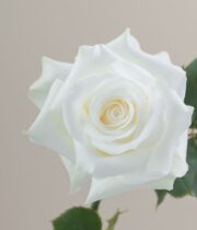 White Akito Roses