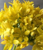 Yellow Spray Allium
