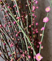 Pink Flowering Apricot Branches