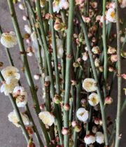 White Flowering Apricot Branches
