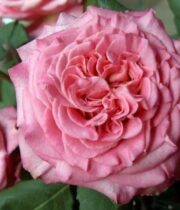Pink Ashley Garden Roses