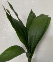 Green Aspidistra Leaves