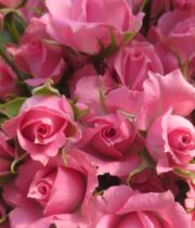 Pink Astral Spray Roses