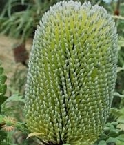 Green Banksia Protea