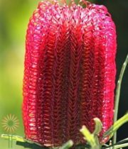 Red Banksia Protea