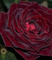 Burgundy Black Magic Roses