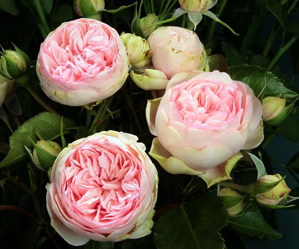 Bridal Piano Roses