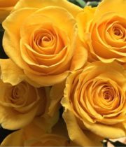 Yellow Brighton Roses