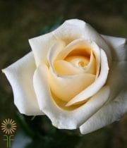 Yellow Violina Roses