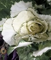 White And Green Cabbage Rosettes