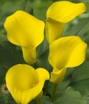 Yellow Mini Callas