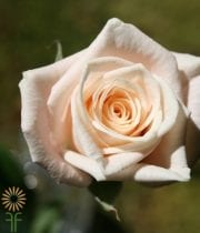 Peach/Salmon Medeo Sweetheart Roses