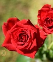 Red Mikado Spray Roses