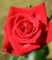 Burgundy Sacha Sweetheart Roses