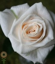 Cream Vendela Roses