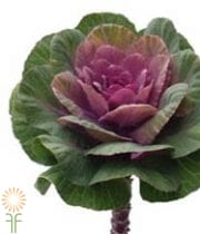 Pink And Green Cabbage Rosettes