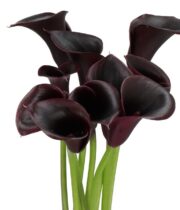 Black Mini Callas