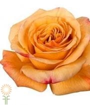 Orange/Gold Capriccio Roses