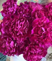 Fuchsia Carnations