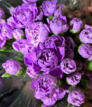 Lavender Mini Carnations