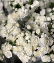 White Mini Carnations